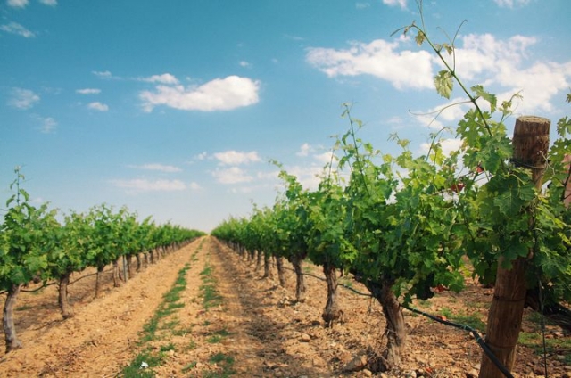vinedo con un cielo despejado